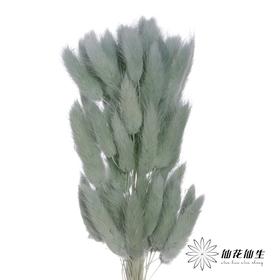 干花 | 兔尾草草绿