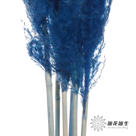 干花 | 大芦苇宝蓝 商品图2