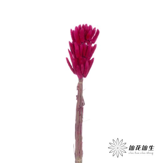 干花 | 兔尾草玫红 商品图1