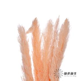 干花 | 大芦苇香槟