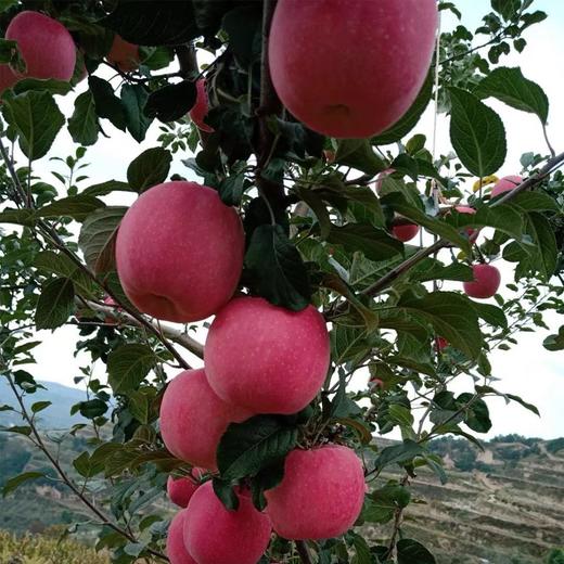 陕西兴皇有机红富士苹果 10斤装（含箱） 商品图1