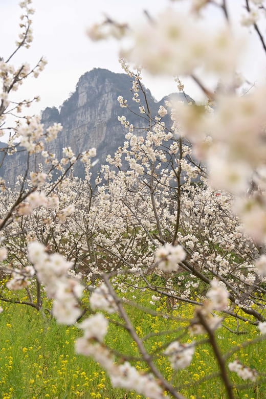 多彩贵州：凹河樱花、金海雪山、鲍家屯油菜花4天 商品图2