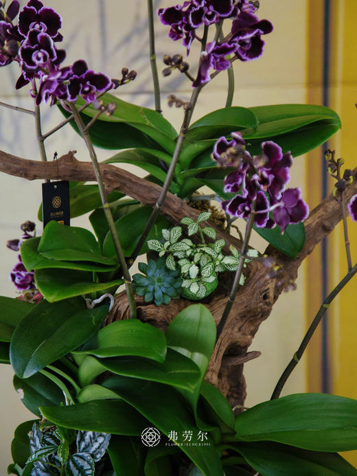 JT吉祥平安 商品图2