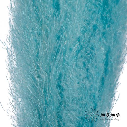 干花 | 大芦苇尼蓝 商品图3