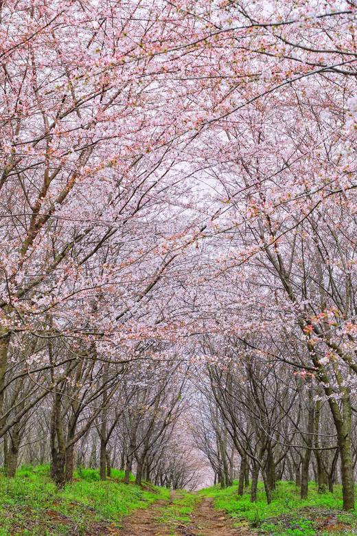 3.25确定出发【贵州】平坝樱花—普定桃花岛—金海雪山4天摄影<特惠> 商品图9