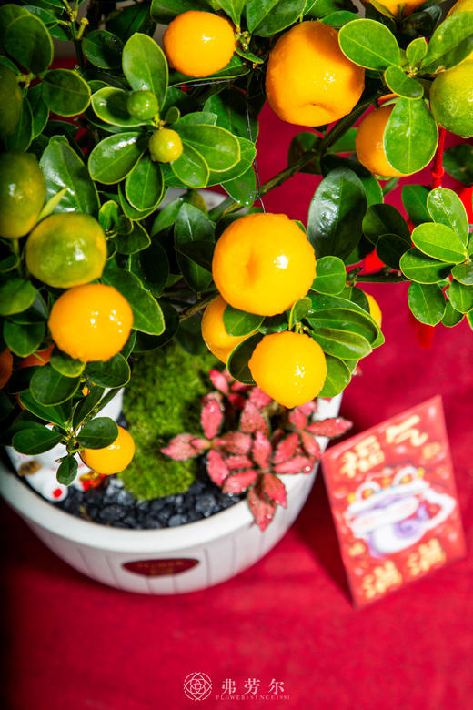 富贵招财 商品图2