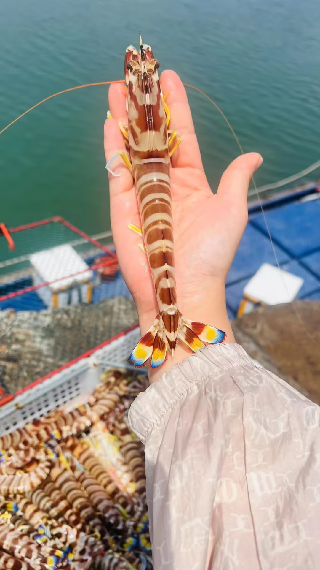 xm新鲜度100%+++第一船爆网精品大斑节虾🦐！卖完就真没了！！！虾青素爆表 肉质紧实好吃！活冻锁鲜直接把海里的鲜甜和劲道封在虾里！