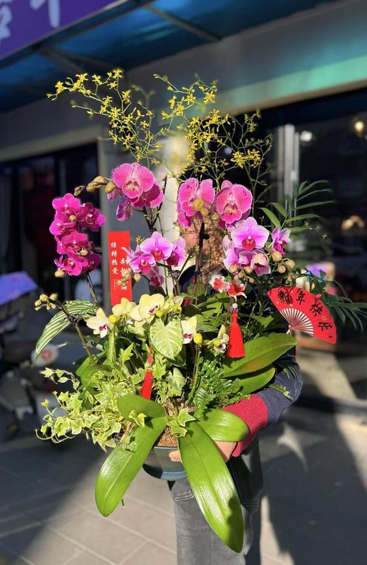 组盆蝴蝶兰 商品图1