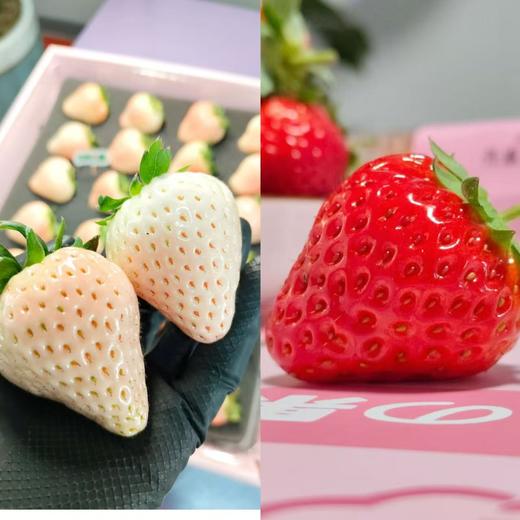 🍓红颜草莓  ·  生态种植 · 自然生长·  自然熟 ·  草莓风味浓郁 商品图3