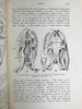 1901年 两栖与爬行动物图鉴 181幅插图 漆布精装大32开 商品缩略图7