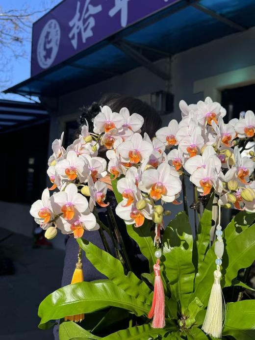 蝴蝶兰｜豆蔻年华 商品图2