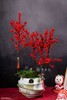 25年 年宵花 组合植物--冬青 商品缩略图0