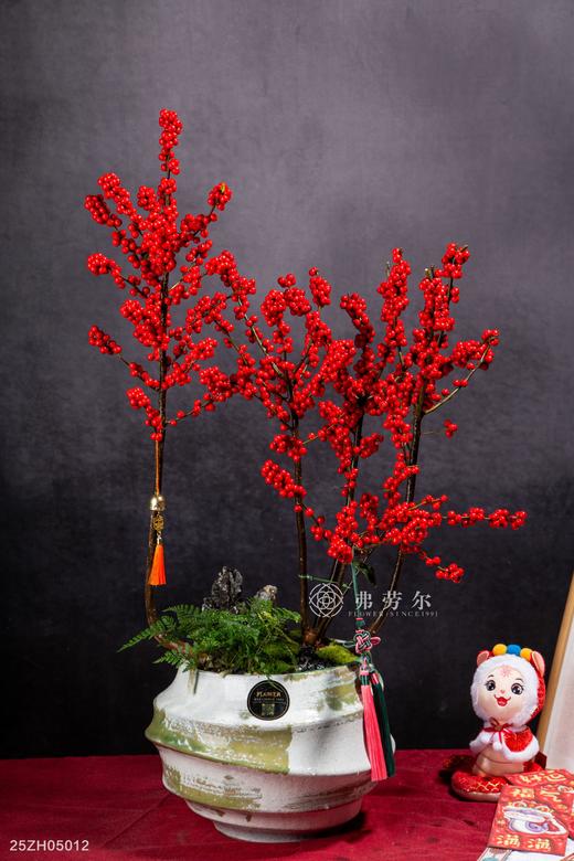 25年 年宵花 组合植物--冬青 商品图0