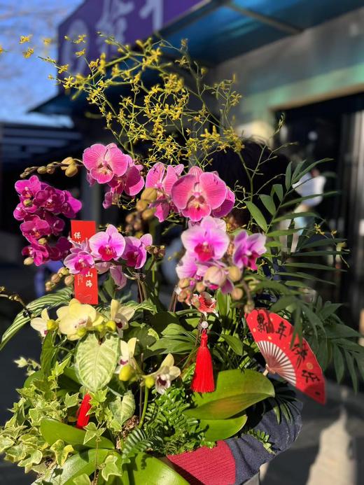 组盆蝴蝶兰 商品图2