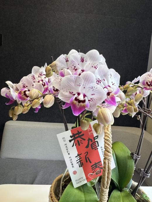 蝴蝶兰 商品图1