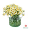 水仙花（1扎80-90枝，长度15-20㎝） 商品缩略图1