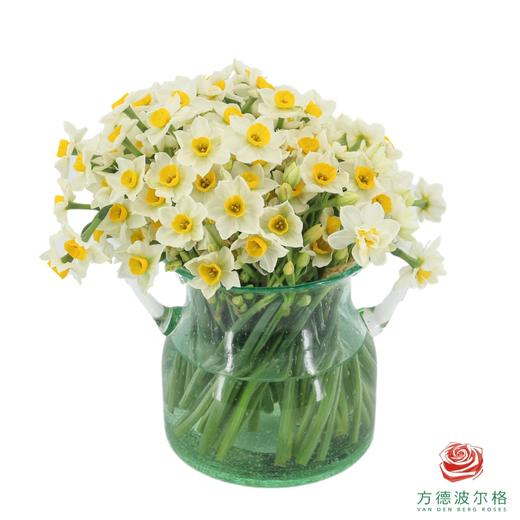 水仙花（1扎80-90枝，长度15-20㎝） 商品图1