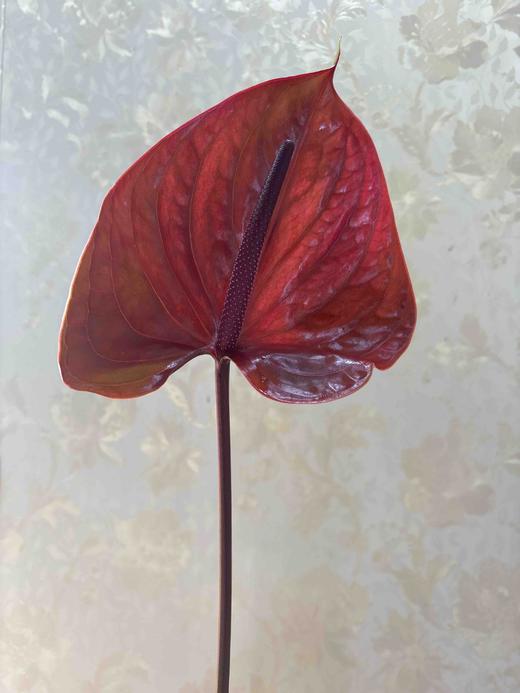 【绿光彩掌】坎泰洛  单枝（季节不同，颜色有差异） 商品图3