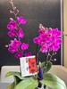 蝴蝶兰 商品缩略图1