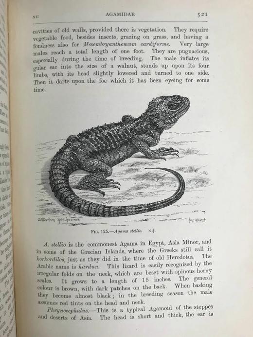 1901年 两栖与爬行动物图鉴 181幅插图 漆布精装大32开 商品图11