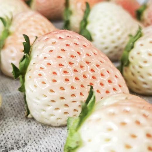 🍓红颜草莓  ·  生态种植 · 自然生长·  自然熟 ·  草莓风味浓郁 商品图4