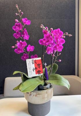 蝴蝶兰