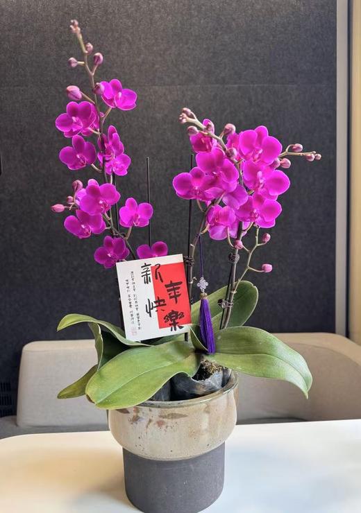 蝴蝶兰 商品图0
