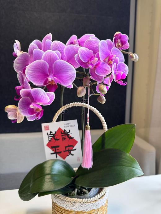 蝴蝶兰 商品图1