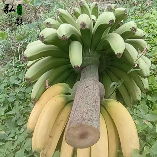 【弘毅六不用生态农场】六不用 香蕉 东三省不发 商品图0