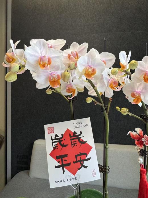 蝴蝶兰 商品图2