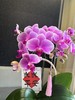 蝴蝶兰 商品缩略图2