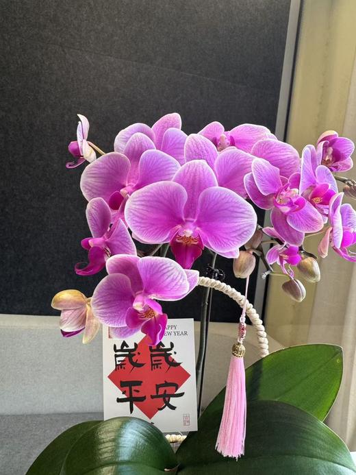 蝴蝶兰 商品图2