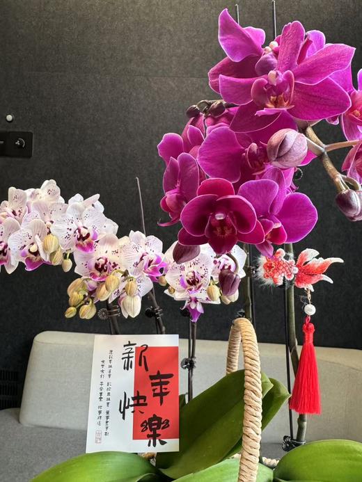 蝴蝶兰组合 商品图2