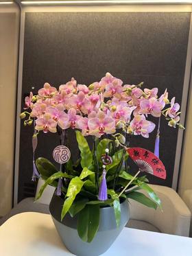 蝴蝶兰