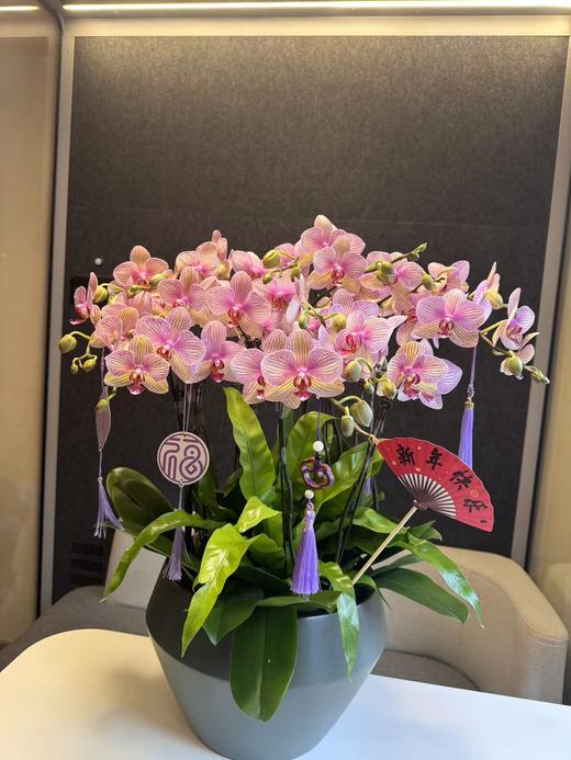 蝴蝶兰 商品图0