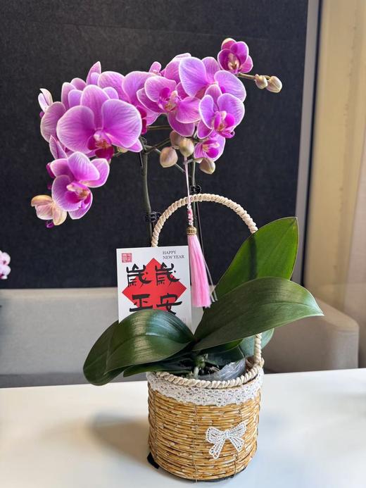 蝴蝶兰 商品图0