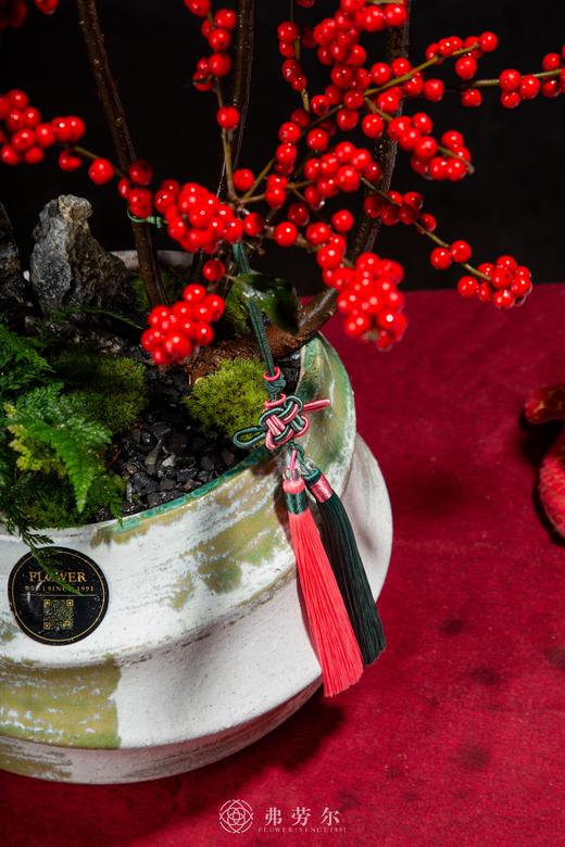 25年 年宵花 组合植物--冬青 商品图2