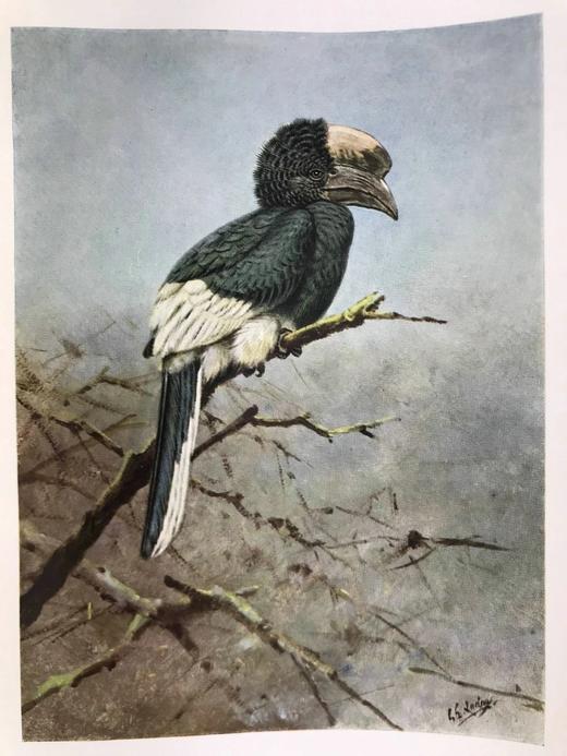 含藏书票！1938年 肯尼亚殖民地与乌干达保护国鸟类图鉴（全3卷）  24幅彩色241幅黑白插图 漆布精装16开 商品图14