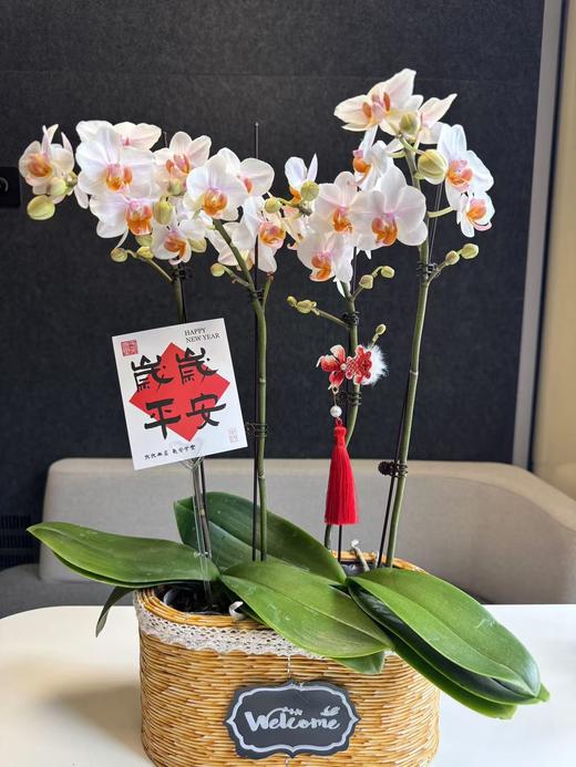 蝴蝶兰 商品图0