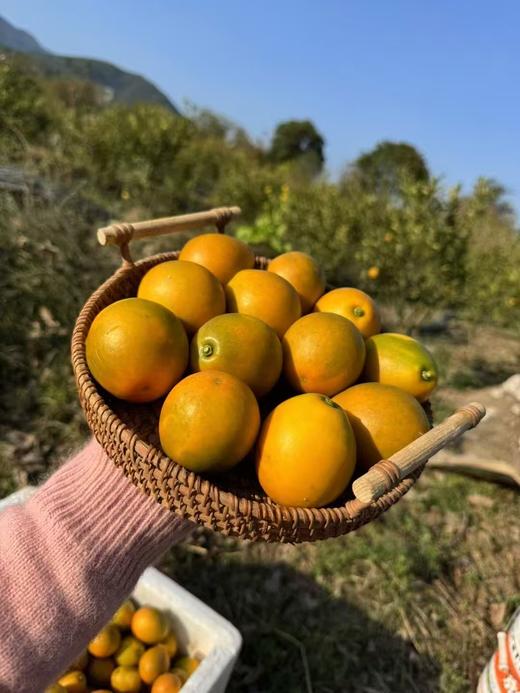 大凉山脆蜜金柑 自然农法 核心产区 皮薄嫩甜 纯甜无籽 好吃惊艳 不催熟不抛光不打蜡I百里食 商品图4