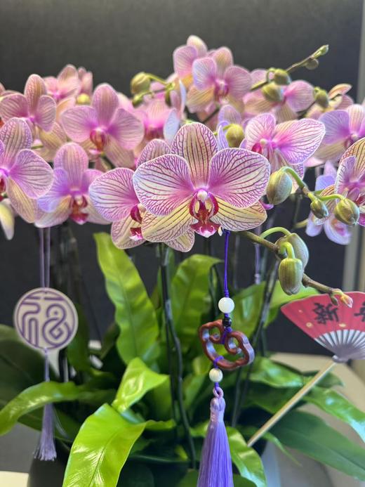 蝴蝶兰 商品图1