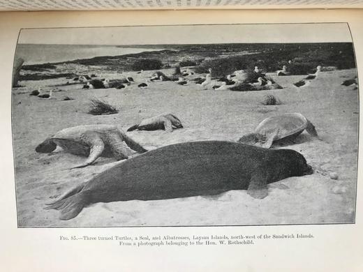 1901年 两栖与爬行动物图鉴 181幅插图 漆布精装大32开 商品图6