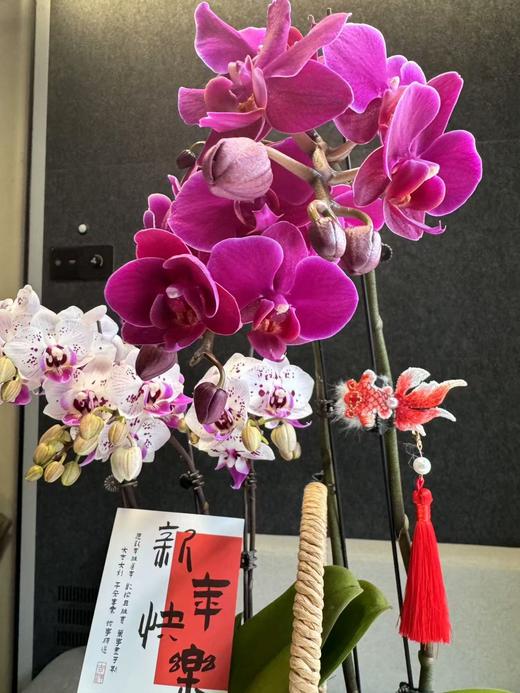 蝴蝶兰组合 商品图1