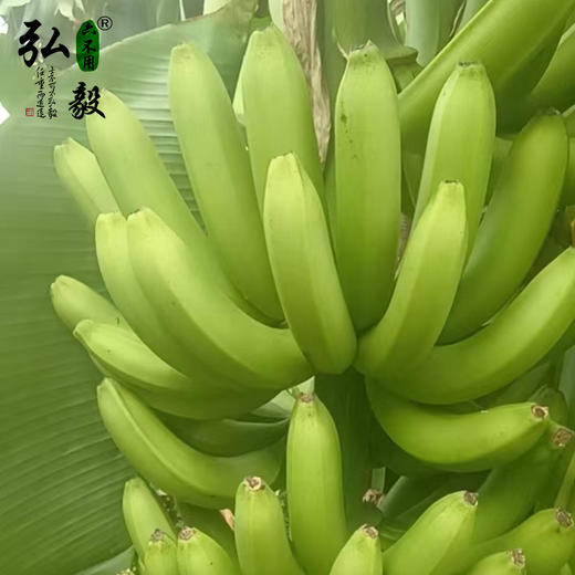 【弘毅六不用生态农场】六不用 香蕉 东三省不发 商品图3