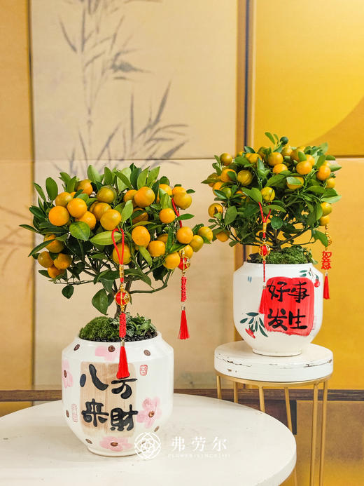 JT大吉大利 商品图4