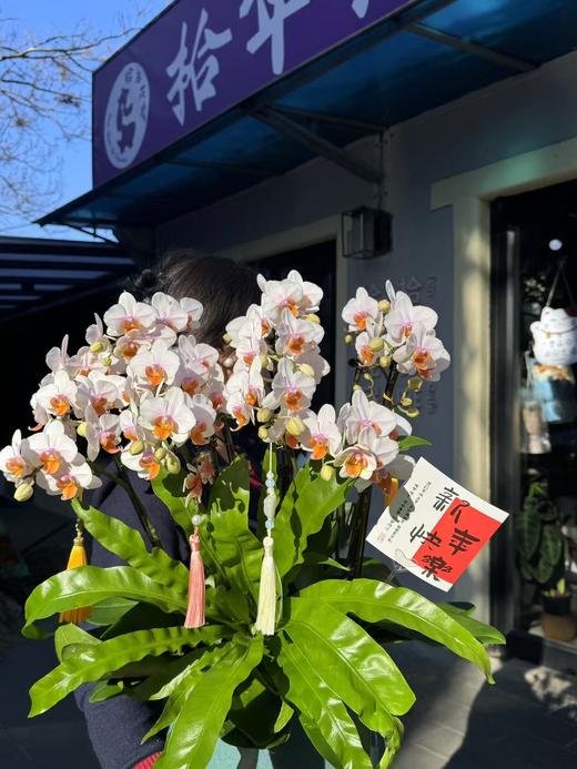 蝴蝶兰｜豆蔻年华 商品图0