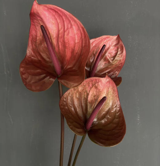 【绿光彩掌】坎泰洛  单枝（季节不同，颜色有差异） 商品图0