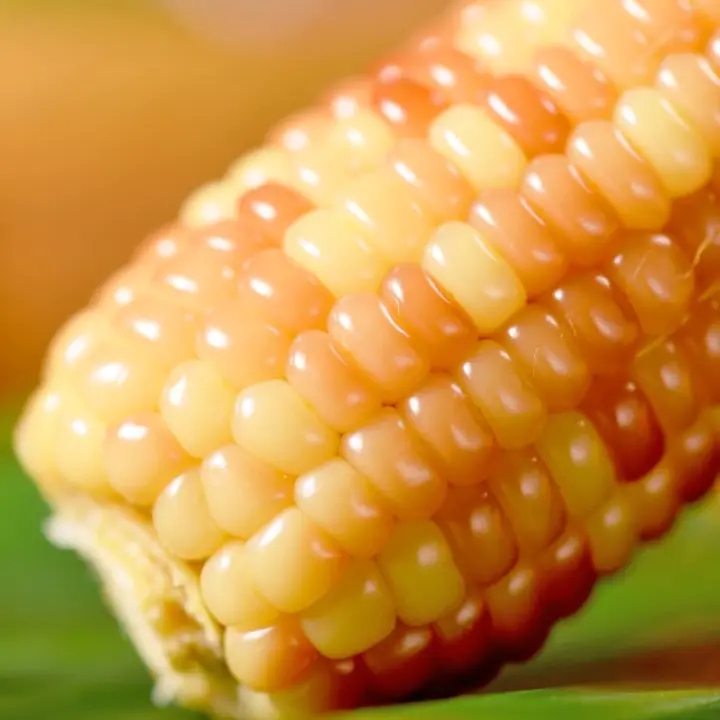 【积分兑换】【西双版纳小包谷】