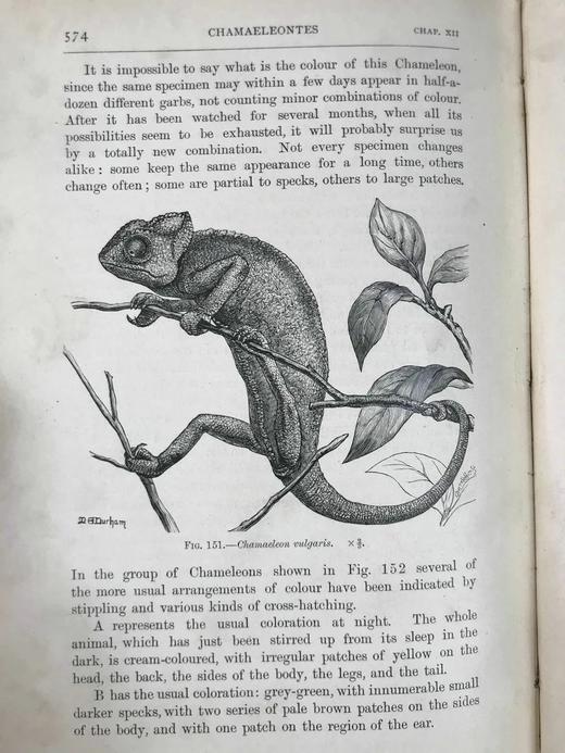 1901年 两栖与爬行动物图鉴 181幅插图 漆布精装大32开 商品图9