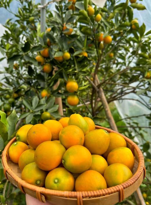 大凉山脆蜜金柑 自然农法 核心产区 皮薄嫩甜 纯甜无籽 好吃惊艳 不催熟不抛光不打蜡I百里食 商品图2